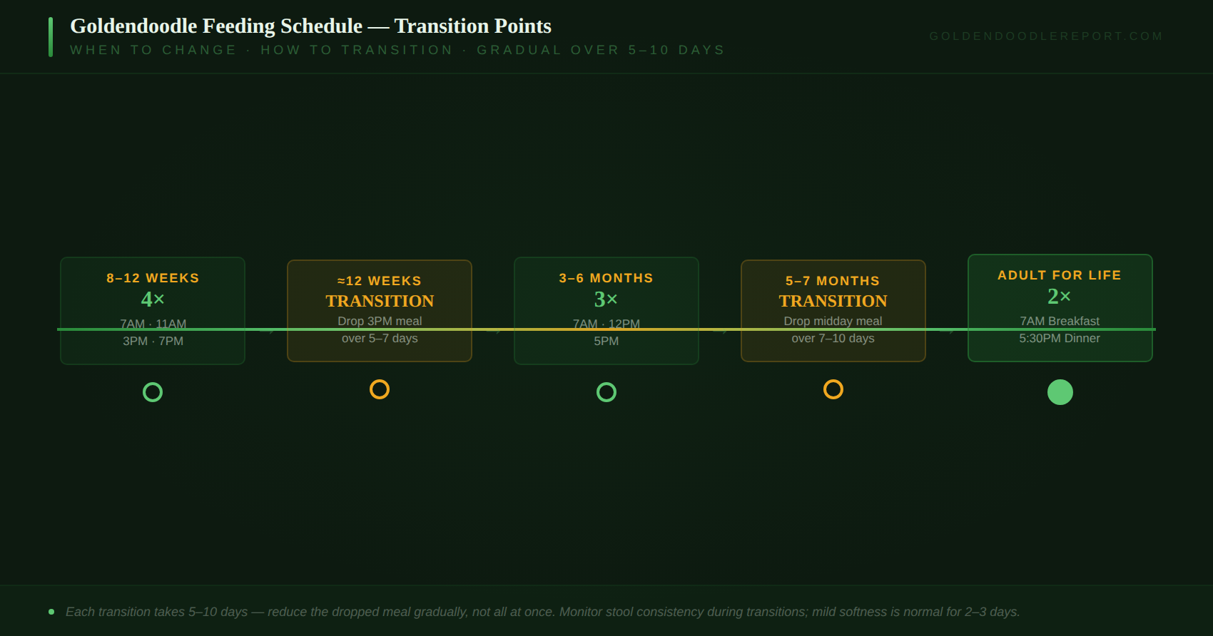 Goldendoodle feeding schedule transition chart showing the move from 4 meals to 3 meals to 2 meals with age milestones and suggested times
