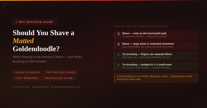 Should you shave a matted Goldendoodle — decision guide showing when shaving is the humane choice versus when brushing is still possible, with coat regrowth timeline