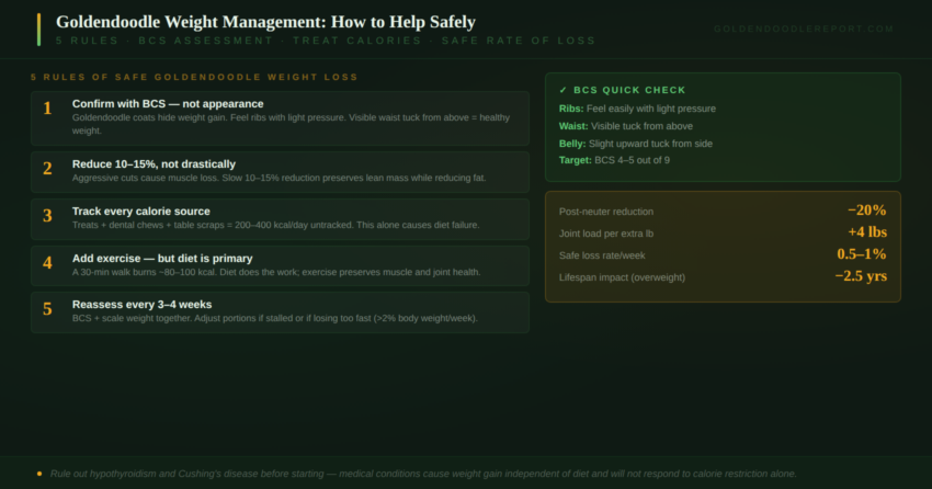 Goldendoodle weight management — body condition scoring guide and safe weight loss framework showing the five rules for helping an overweight Goldendoodle